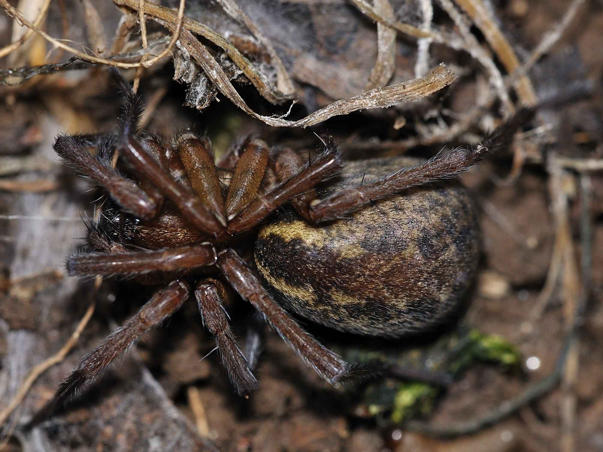 Aterigena ligurica - Marcellina (RM)
